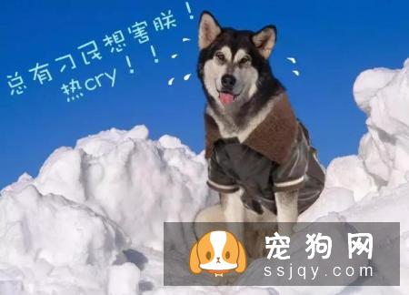 宠物究竟需不需要穿衣服呢?答案:万事无绝对嘛当然,除了你家娃很可爱
