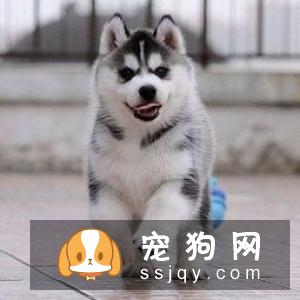 哈士奇犬患细小病毒怎么办 应该如何防治?