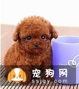 比熊和泰迪有什么不同，应该怎么区分比熊和泰迪？