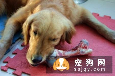 怎么训练狗狗不乱舔东西的方法，训练狗狗不乱吃东西
