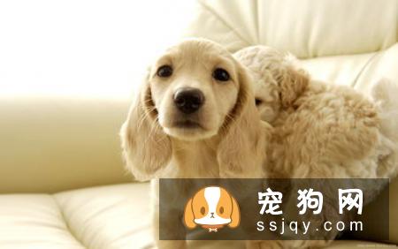 什么狗，最容易掉毛？