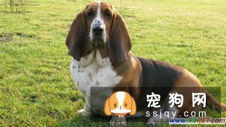 人类养宠物的本质是什么？