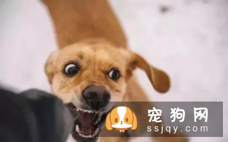 狗狗和主人亲近是什么原因？