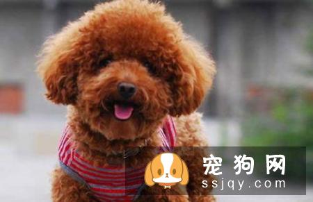 博美犬和泰迪犬哪个好?宠仔圈社交电商平台正式上线啦!