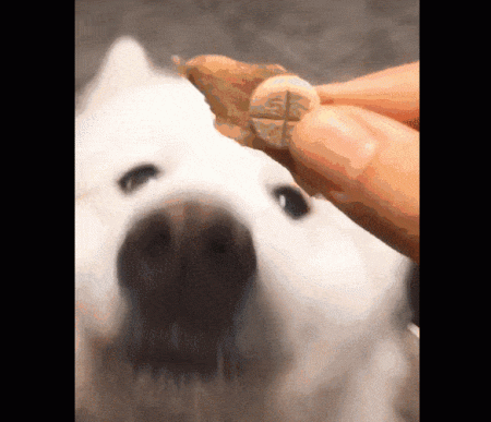 狗狗不吃药怎么办，怎么才能让狗狗乖乖吃药？