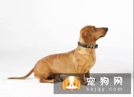 训狗必须掌握的这些基础口令训练，不要再教错了！