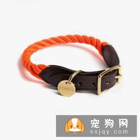 养狗狗需要做哪些准备？准备养狗要懂得那些事