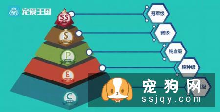 想买纯种犬太难,总是被狗贩子坑?CKU为狗狗打造了五大神器