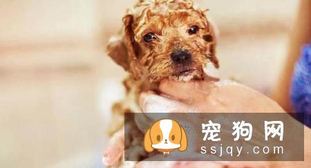 秋冬季节宠物换毛期，宠物店应该注意什么？