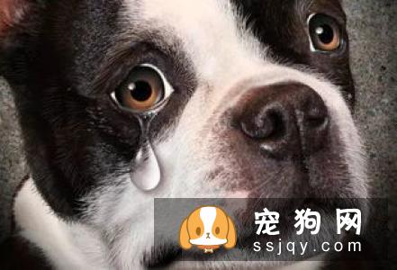 狗狗为什么喜欢打架？狗狗打架的原因是什么？