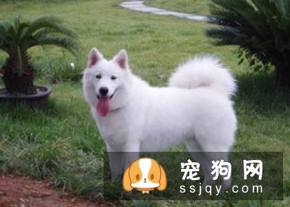 为什么要给猫猫吃草？什么是猫草？