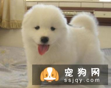 如果狗狗患上抑郁症，你该如何治愈它？