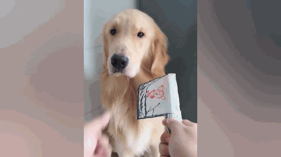 狗狗不吃药怎么办，怎么才能让狗狗乖乖吃药？