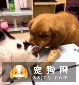 狗狗和猫咪在饮食上原来有这么多不同！
