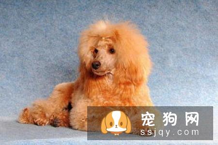 作为一个上班族应该如何养狗