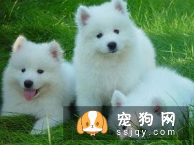 宠物交易平台哪家比较好?主人应该去哪里买狗买猫呢？
