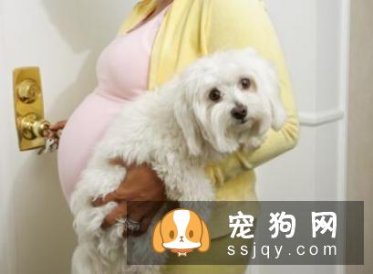 怀孕期间还能养狗狗吗？