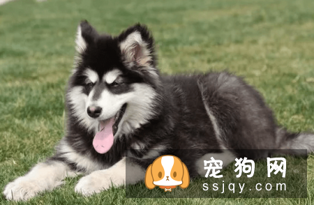 有哪些宠物比较粘人，排名前20的粘人宠物排行榜！