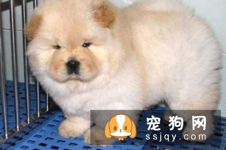 如何饲养松狮幼犬，松狮幼犬饲养方法