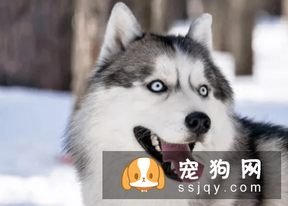 什么宠物狗养的人最多？宠物狗热度排行榜！