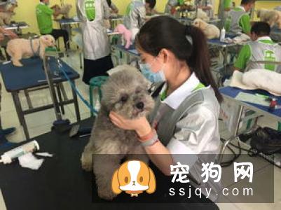 宠物市场越来越好，未来的宠物种类都有哪些？