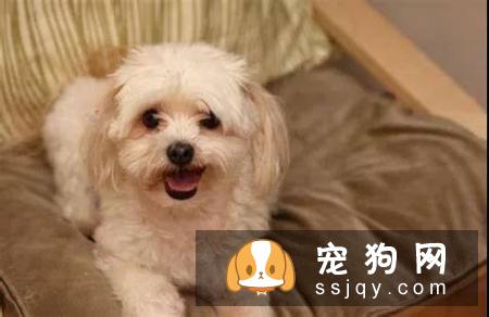 宠仔圈:10大狗狗健康警示信号:呼吸困难当爱宠你变得呼吸困难!