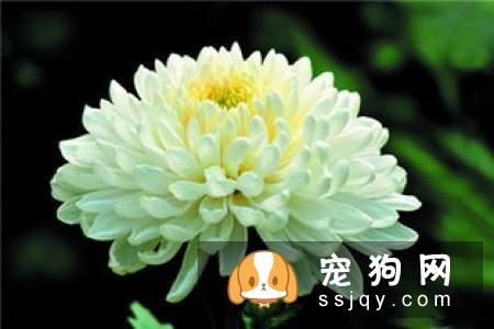 最伤的7种养狗方式，你做过几种？