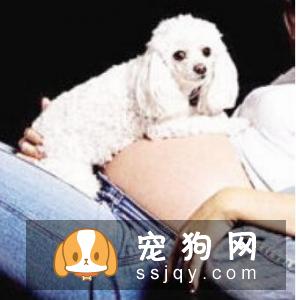 怀孕期间还能养狗狗吗？
