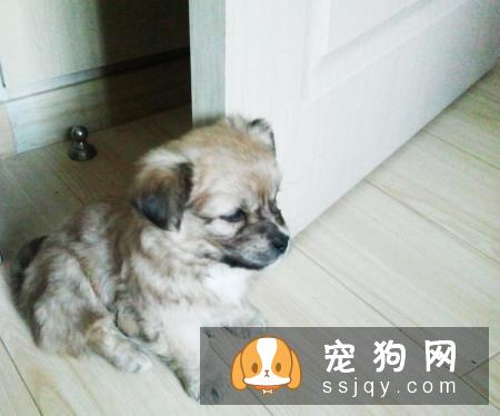为什么狗狗换了新主人后,会比之前懂事百倍?答案让人心酸。