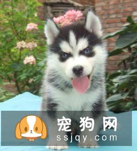 哈士奇应该怎么训练,教你如何训练出一只优秀的哈士奇犬