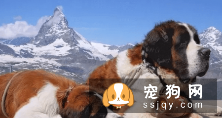 有哪些宠物比较粘人，排名前20的粘人宠物排行榜！