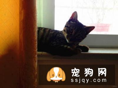 为什么要给猫猫吃草？什么是猫草？