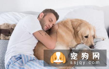 金毛为什么会吐毛，导致金毛呕吐的原因有哪些?
