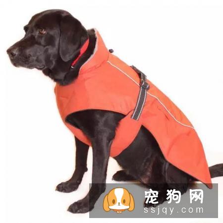 宠物究竟需不需要穿衣服呢?答案:万事无绝对嘛当然,除了你家娃很可爱