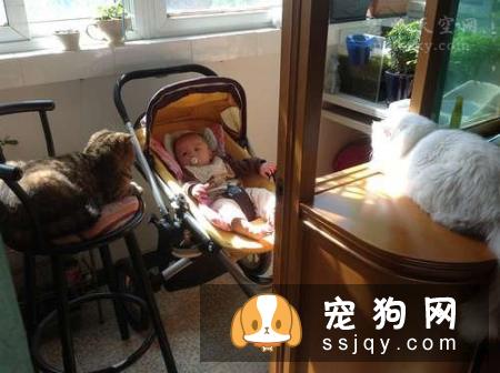 怀孕不是丢弃宠物的理由 网友分享自己当妈妈经历