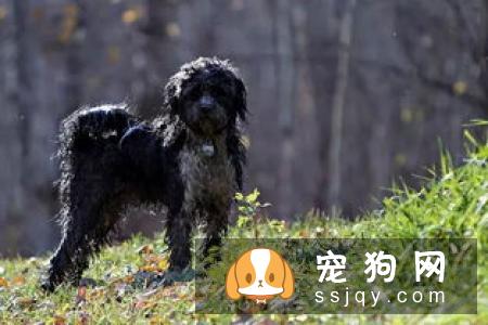 天气炎热 | 狗狗天生会游泳？