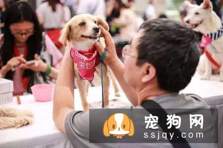 领养宠物需要注意些什么？