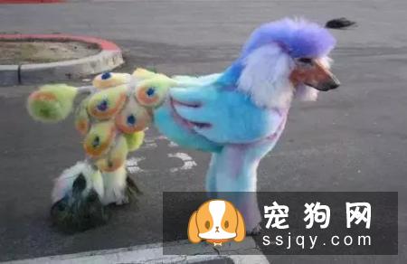 别拿无知当真爱，这种行为会害死你的狗