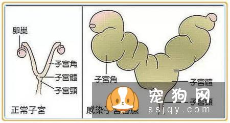 狗狗为什么要做绝育？狗狗绝育的8大好处！