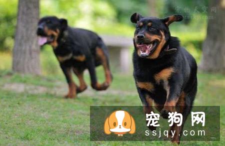 城市人能养罗威纳犬吗？罗威纳犬好不好养？