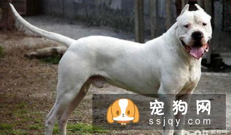 说狗的智商很高,是人类的忠诚朋友,那为什么它会咬人?