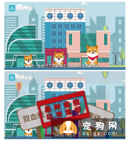 想买纯种犬太难,总是被狗贩子坑?CKU为狗狗打造了五大神器