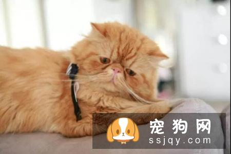 宠物衰老都有哪些症状，应该怎么养护？