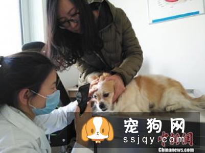 怎样预防宠物犬瘟热传染病？