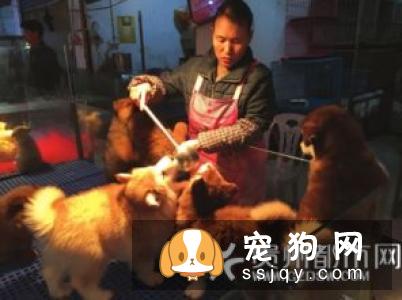 怎样预防宠物犬瘟热传染病？