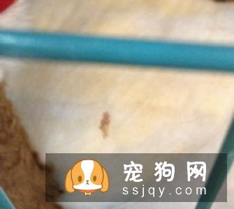 母狗来月经多长时间？狗狗什么时候月经？