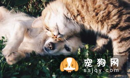 主人怀孕后，就不能养狗狗和猫咪了吗？