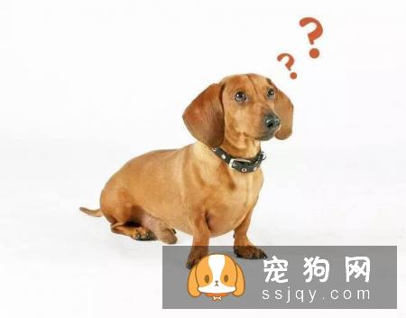 训狗必须掌握的这些基础口令训练，不要再教错了！