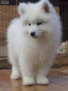 银狐犬的训练技巧有哪些呢