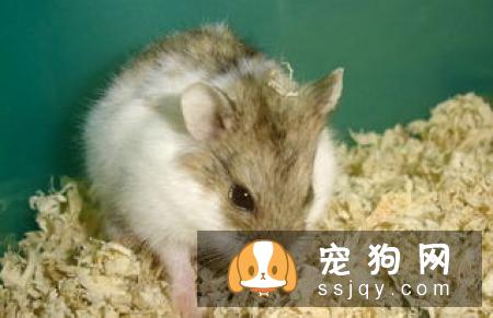 仓鼠吃什么东西最好?饲养仓鼠的禁忌